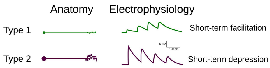 Synaptic types