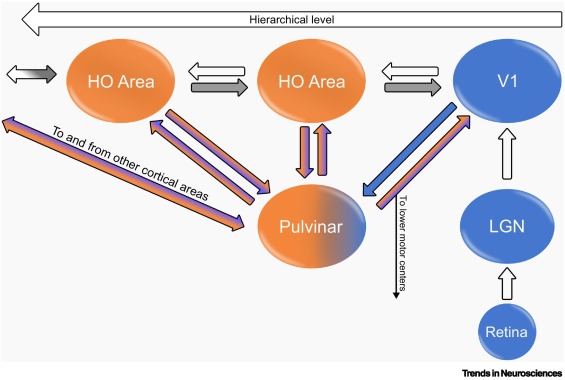 Pulvinar connectivity